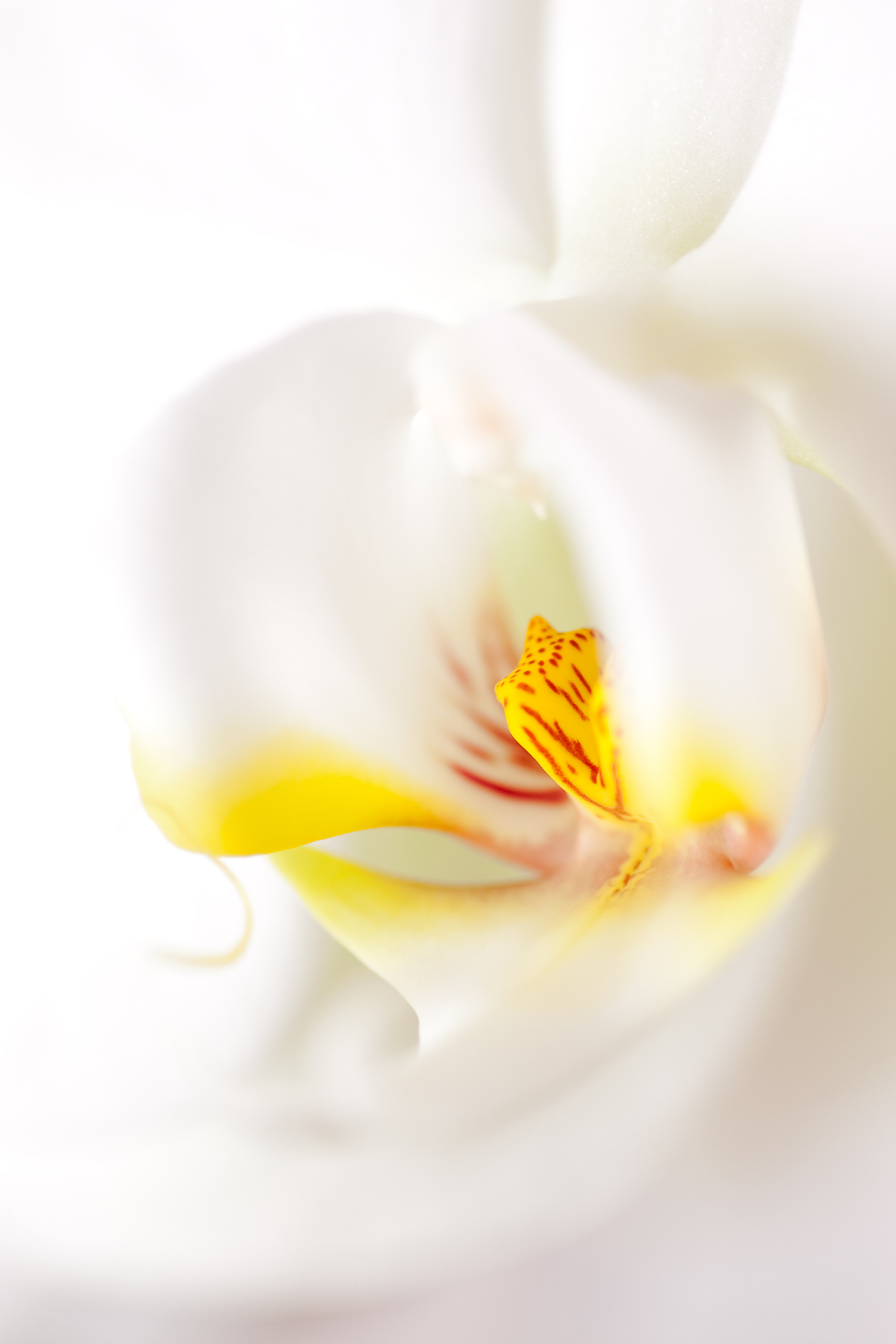 4″ PHALAENOPSIS ORCHID, WHITE – Flora Fresh