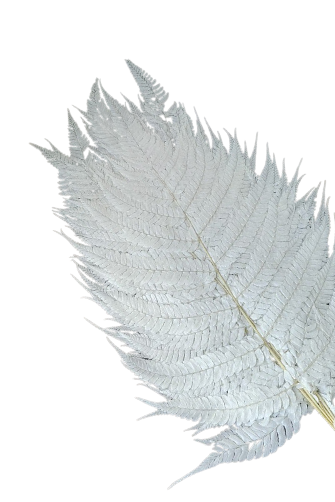 LEATHER LEAF, BLEACHED